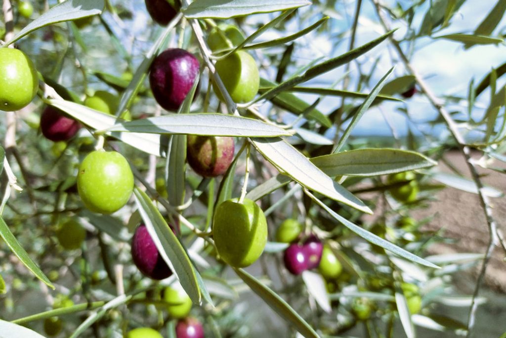 Aceitunas en el olivo
