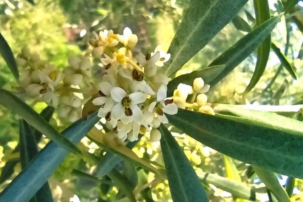 Flor de olivo
