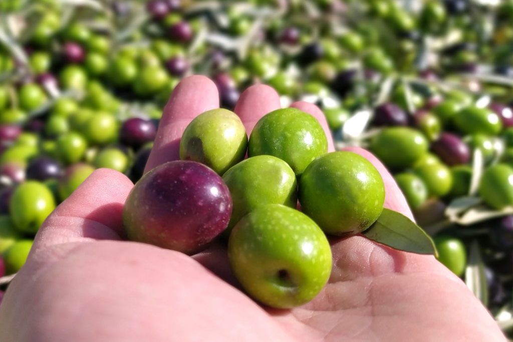 Muestra de aceituna recolectadas