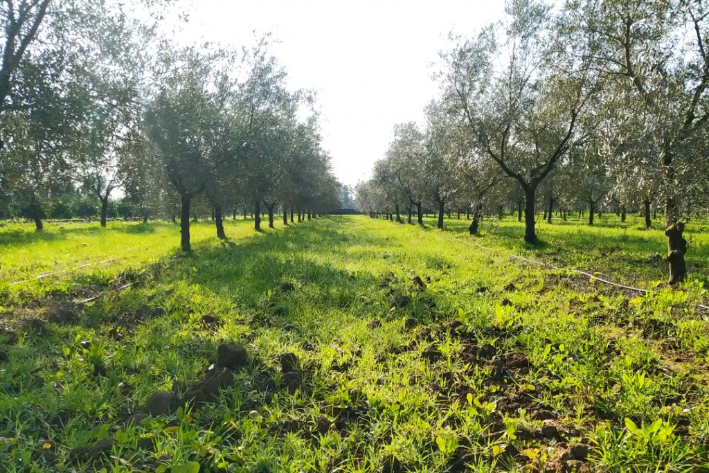 Olivar